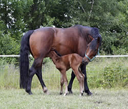 foal suckling mother
